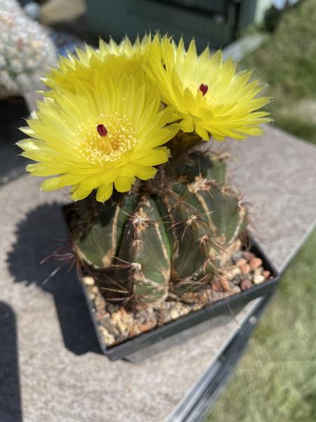 Notocactus ottonis